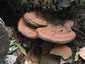 Deres tapló (Ganoderma applanatum), Győr